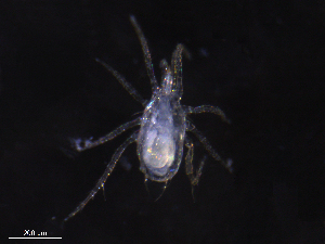  ( - BIOUG21001-D07)  @11 [ ] CreativeCommons - Attribution (2019) CBG Photography Group Centre for Biodiversity Genomics