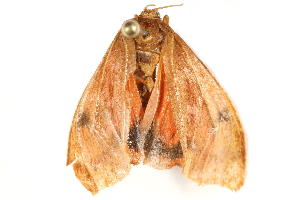  ( - BIOUG21541-C12)  @13 [ ] CreativeCommons - Attribution (2015) CBG Photography Group Centre for Biodiversity Genomics