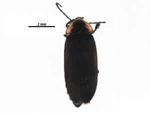  ( - BIOUG21704-A11)  @14 [ ] CreativeCommons - Attribution (2016) CBG Photography Group Centre for Biodiversity Genomics