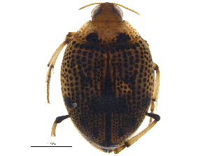  (Peltodytes muticus - BIOUG21121-B04)  @14 [ ] CreativeCommons - Attribution (2015) CBG Photography Group Centre for Biodiversity Genomics