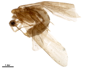  (Triaenodes aba - BIOUG21139-H11)  @14 [ ] CreativeCommons - Attribution (2017) CBG Photography Group Centre for Biodiversity Genomics