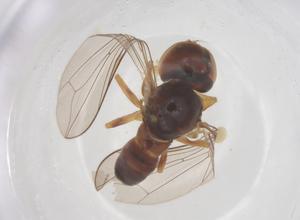  ( - BIOUG21858-A11)  @11 [ ] CreativeCommons - Attribution Share - Alike (2025) Centre for Biodiversity Genomics Centre for Biodiversity Genomics