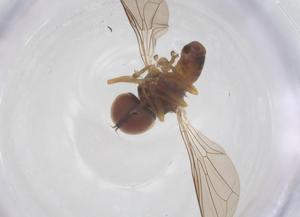  ( - BIOUG21176-C10)  @11 [ ] CreativeCommons - Attribution Share - Alike (2025) Centre for Biodiversity Genomics Centre for Biodiversity Genomics