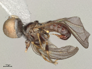  ( - BIOUG21179-C03)  @11 [ ] CreativeCommons - Attribution Share - Alike (2025) CBG Photography Group Centre for Biodiversity Genomics