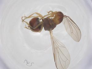  ( - BIOUG21179-H03)  @11 [ ] CreativeCommons - Attribution Share - Alike (2025) Centre for Biodiversity Genomics Centre for Biodiversity Genomics