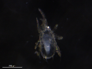  ( - BIOUG21289-G08)  @11 [ ] CreativeCommons - Attribution (2019) CBG Photography Group Centre for Biodiversity Genomics