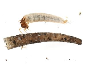  (Lepidostoma XZ sp. CN7 - 02CNTLV-104)  @11 [ ] CreativeCommons - Attribution (2009) CBG Photography Group Centre for Biodiversity Genomics