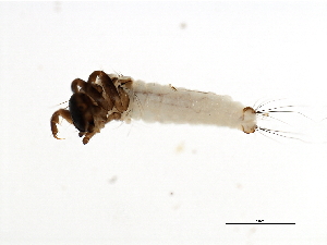  (Brachycentrus XZ sp. CN1 - 02CNTLV-157)  @14 [ ] CreativeCommons - Attribution (2009) CBG Photography Group Centre for Biodiversity Genomics