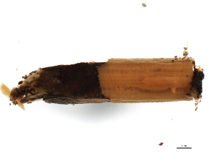  (Lepidostoma XZ sp. CN3 - 02CNTLV-032)  @13 [ ] CreativeCommons - Attribution (2009) CBG Photography Group Centre for Biodiversity Genomics