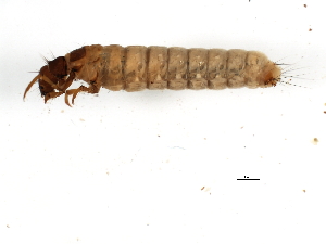  (Lepidostoma XZ sp. CN2 - 02CNTLV-095)  @11 [ ] CreativeCommons - Attribution (2009) CBG Photography Group Centre for Biodiversity Genomics