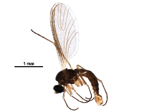  ( - BIOUG11125-C09)  @11 [ ] CreativeCommons - Attribution (2017) CBG Photography Group Centre for Biodiversity Genomics