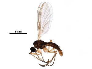  ( - BIOUG11632-G07)  @11 [ ] CreativeCommons - Attribution (2017) CBG Photography Group Centre for Biodiversity Genomics