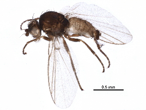  ( - BIOUG11633-A12)  @11 [ ] CreativeCommons - Attribution (2016) CBG Photography Group Centre for Biodiversity Genomics