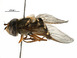  ( - BIOUG11684-B09)  @11 [ ] CreativeCommons - Attribution (2016) CBG Photography Group Centre for Biodiversity Genomics