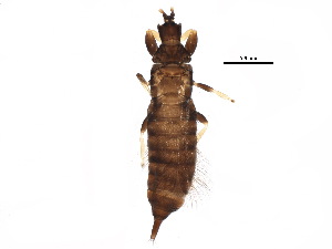  (Hoplothrips corticis - BIOUG12790-C04)  @15 [ ] CreativeCommons - Attribution (2015) CBG Photography Group Centre for Biodiversity Genomics