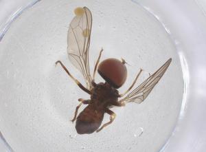  ( - BIOUG12891-B12)  @11 [ ] CreativeCommons - Attribution Share - Alike (2025) Centre for Biodiversity Genomics Centre for Biodiversity Genomics