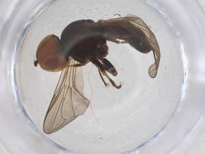  ( - BIOUG12894-H10)  @11 [ ] CreativeCommons - Attribution Share - Alike (2025) Centre for Biodiversity Genomics Centre for Biodiversity Genomics