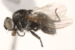  ( - BIOUG16935-H08)  @14 [ ] CreativeCommons - Attribution (2015) CBG Photography Group Centre for Biodiversity Genomics