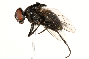  ( - BIOUG16957-H10)  @14 [ ] CreativeCommons - Attribution (2015) CBG Photography Group Centre for Biodiversity Genomics
