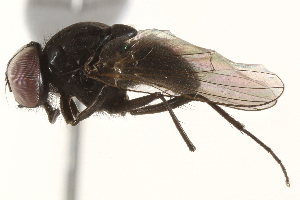  ( - BIOUG17239-B12)  @14 [ ] CreativeCommons - Attribution (2015) CBG Photography Group Centre for Biodiversity Genomics