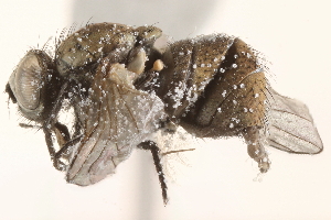  ( - BIOUG17640-C03)  @13 [ ] CreativeCommons - Attribution (2015) CBG Photography Group Centre for Biodiversity Genomics