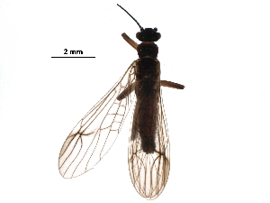  ( - BIOUG17609-H04)  @14 [ ] CreativeCommons - Attribution (2017) CBG Photography Group Centre for Biodiversity Genomics