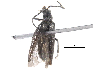  (Dichelotarsus deceptus - BIOUG17776-F02)  @14 [ ] CreativeCommons - Attribution (2016) CBG Photography Group Centre for Biodiversity Genomics