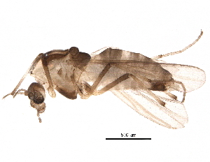  (Orthocladius holsatus - BIOUG17979-D05)  @14 [ ] CreativeCommons - Attribution (2015) CBG Photography Group Centre for Biodiversity Genomics