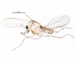  ( - BIOUG18125-B01)  @13 [ ] CreativeCommons - Attribution (2015) CBG Photography Group Centre for Biodiversity Genomics