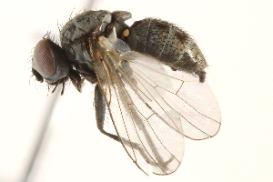  ( - BIOUG18152-A08)  @15 [ ] CreativeCommons - Attribution (2015) CBG Photography Group Centre for Biodiversity Genomics