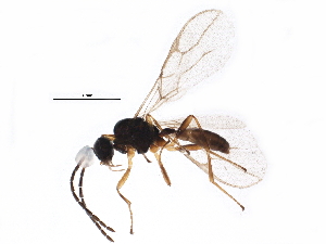  ( - BIOUG18252-C09)  @13 [ ] CreativeCommons - Attribution (2015) CBG Photography Group Centre for Biodiversity Genomics