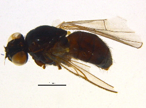  ( - BIOUG04652-G07)  @13 [ ] CreativeCommons - Attribution (2014) CBG Photography Group Centre for Biodiversity Genomics
