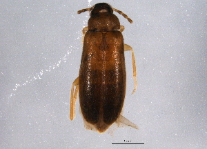  ( - BIOUG05881-A03)  @13 [ ] CreativeCommons - Attribution (2014) CBG Photography Group Centre for Biodiversity Genomics