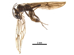  ( - BIOUG03234-H09)  @11 [ ] CreativeCommons - Attribution (2018) CBG Photography Group Centre for Biodiversity Genomics