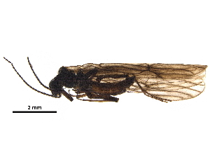  ( - BIOUG03096-B08)  @11 [ ] CreativeCommons - Attribution (2018) CBG Photography Group Centre for Biodiversity Genomics