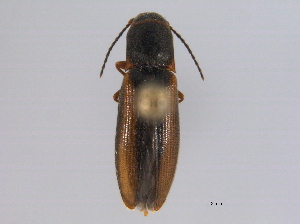  ( - BIOUG03601-C05)  @13 [ ] CreativeCommons - Attribution (2014) CBG Photography Group Centre for Biodiversity Genomics