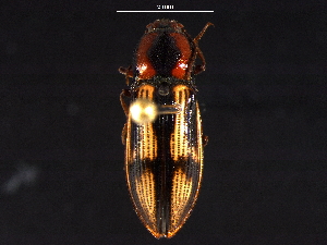  (Selatosomus pulcher - BIOUG03601-C12)  @15 [ ] CreativeCommons - Attribution (2012) CBG Photography Group Centre for Biodiversity Genomics