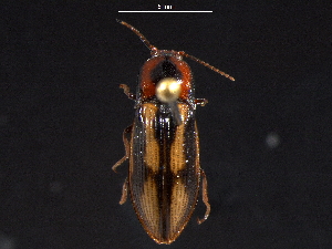 ( - BIOUG03602-C12)  @14 [ ] CreativeCommons - Attribution (2012) CBG Photography Group Centre for Biodiversity Genomics