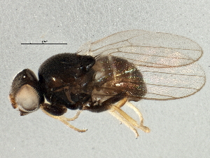  ( - BIOUG03469-F03)  @12 [ ] CreativeCommons - Attribution (2013) CBG Photography Group Centre for Biodiversity Genomics