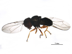  ( - BIOUG03485-A11)  @13 [ ] CreativeCommons - Attribution (2017) CBG Photography Group Centre for Biodiversity Genomics