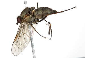  (Scellus amplus - BIOUG03606-D10)  @13 [ ] CreativeCommons - Attribution (2013) CBG Photography Group Centre for Biodiversity Genomics