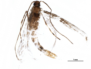  ( - BIOUG03484-B11)  @12 [ ] CreativeCommons - Attribution (2015) CBG Photography Group Centre for Biodiversity Genomics
