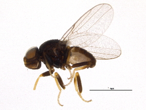  ( - BIOUG04251-B11)  @13 [ ] CreativeCommons - Attribution (2014) CBG Photography Group Centre for Biodiversity Genomics