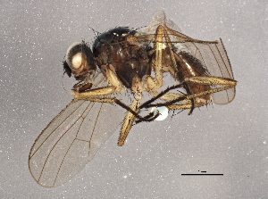  ( - BIOUG04256-H01)  @13 [ ] CreativeCommons - Attribution (2014) CBG Photography Group Centre for Biodiversity Genomics