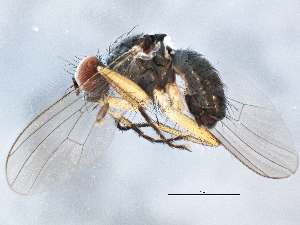  ( - BIOUG04258-H05)  @13 [ ] CreativeCommons - Attribution (2014) CBG Photography Group Centre for Biodiversity Genomics