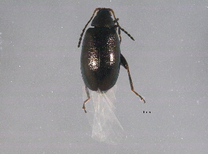  ( - BIOUG03377-H02)  @14 [ ] CreativeCommons - Attribution (2014) CBG Photography Group Centre for Biodiversity Genomics