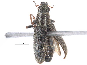  (Sitona lineatus - BIOUG06831-D02)  @14 [ ] CreativeCommons - Attribution (2015) CBG Photography Group Centre for Biodiversity Genomics