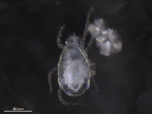  ( - BIOUG07093-H05)  @11 [ ] CreativeCommons - Attribution (2019) CBG Photography Group Centre for Biodiversity Genomics