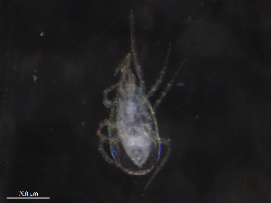  ( - BIOUG07093-H09)  @11 [ ] CreativeCommons - Attribution (2019) CBG Photography Group Centre for Biodiversity Genomics