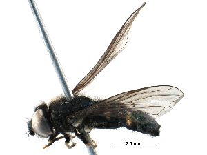  ( - BIOUG18533-H04)  @12 [ ] CreativeCommons - Attribution (2016) CBG Photography Group Centre for Biodiversity Genomics